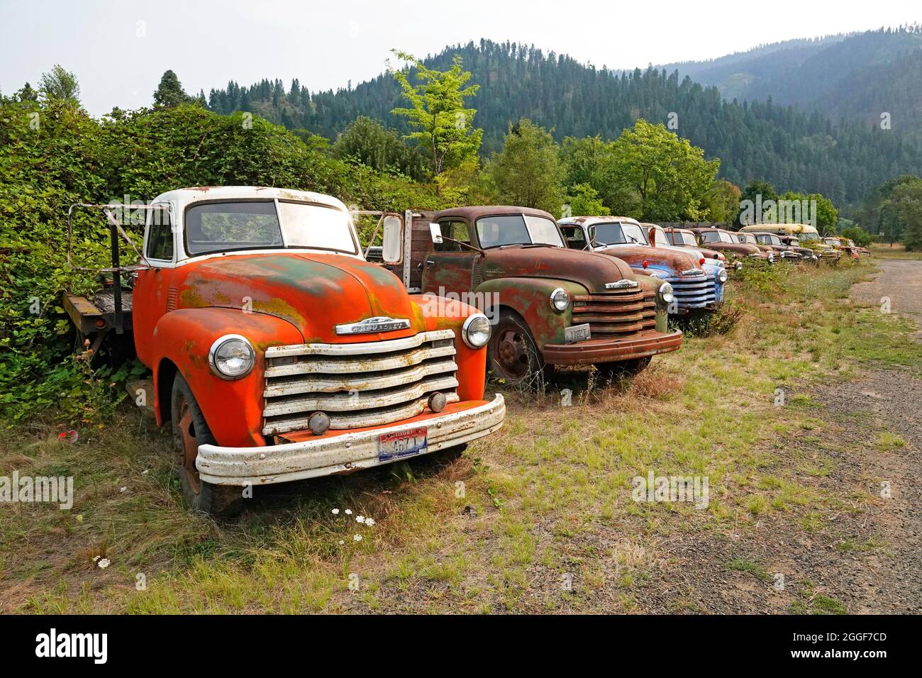 A row of old Chevy and Dodge pickup trucks from the 1950s and 1960s, sitting in a field in the mountains of northern Idaho. Stock Photo