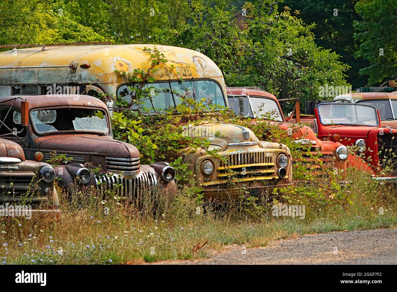 A row of old Chevy and Dodge pickup trucks and buses from the 1950s and 1960s, sitting in a field in the mountains of northern Idaho. Stock Photo