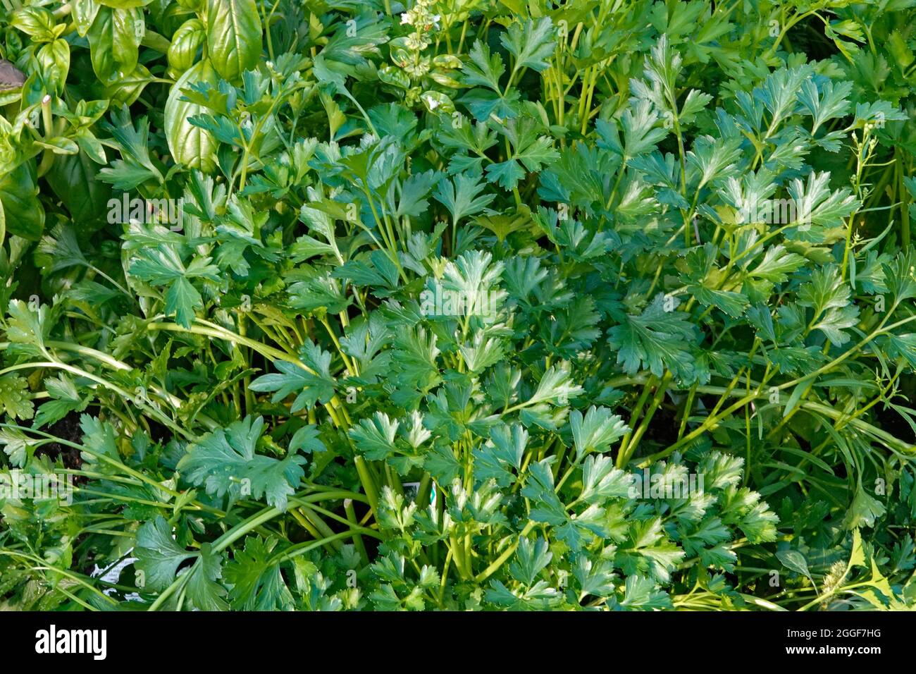 Fresh flatleaf or Italian parsley, Petroselinum crispum neapolitanum, still in the ground, in a home vegetable garden in Oregon. Stock Photo