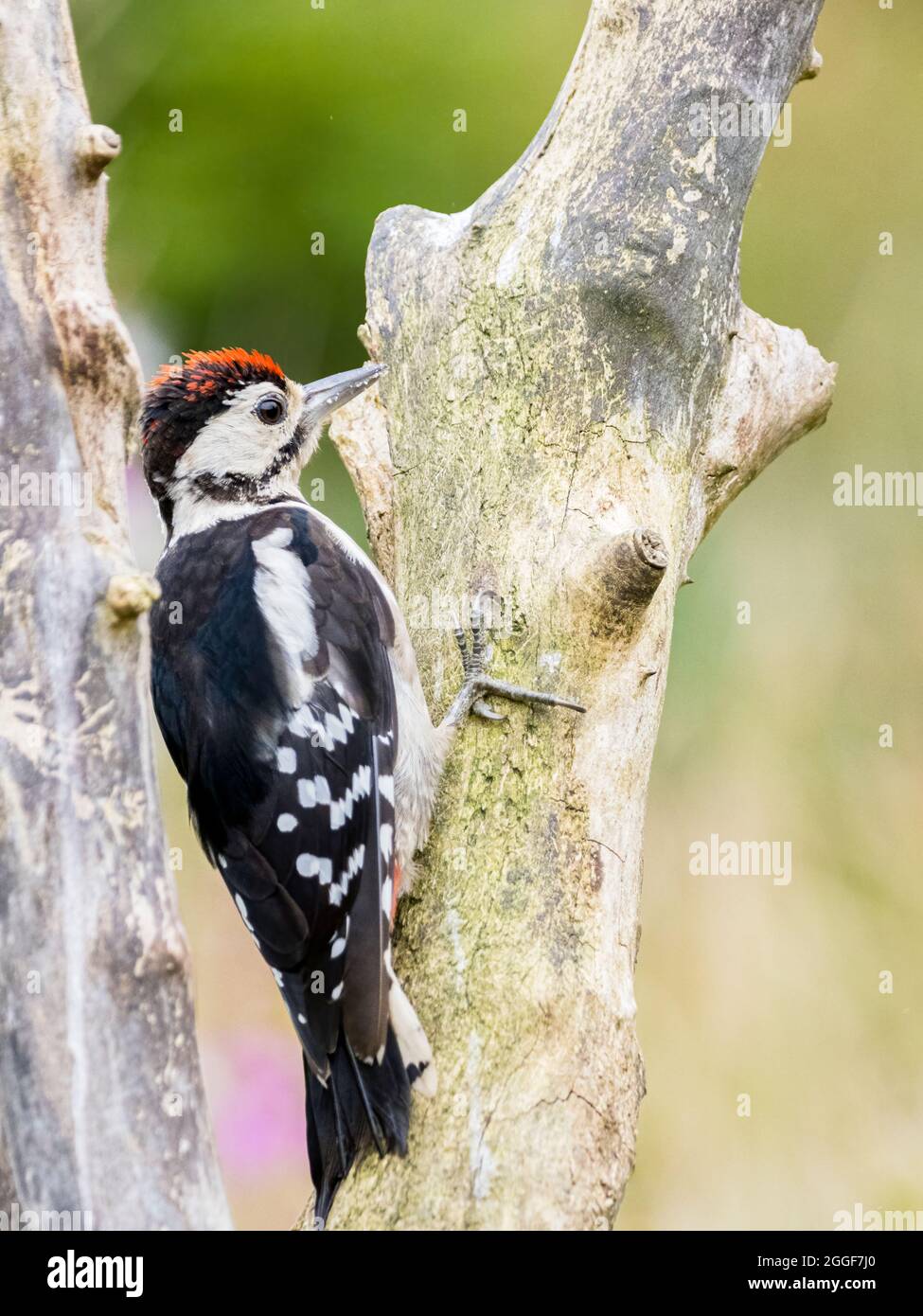 Juvenile great-spotted woodpecker foraging in mid Wales Stock Photo - Alamy