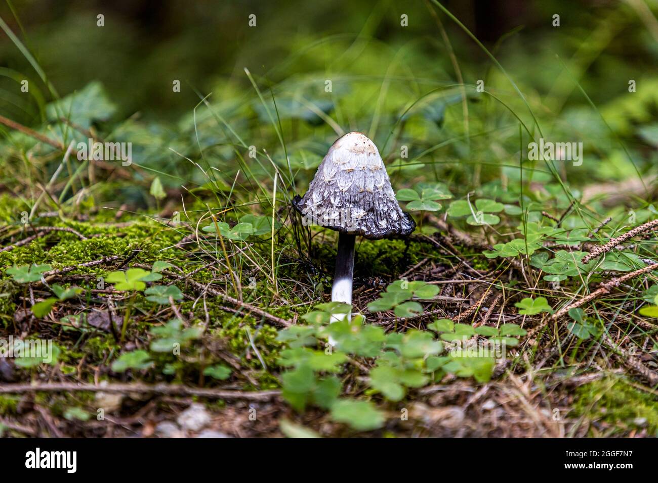 Mushroom near Schenna in South Tyrol, Italy Stock Photo