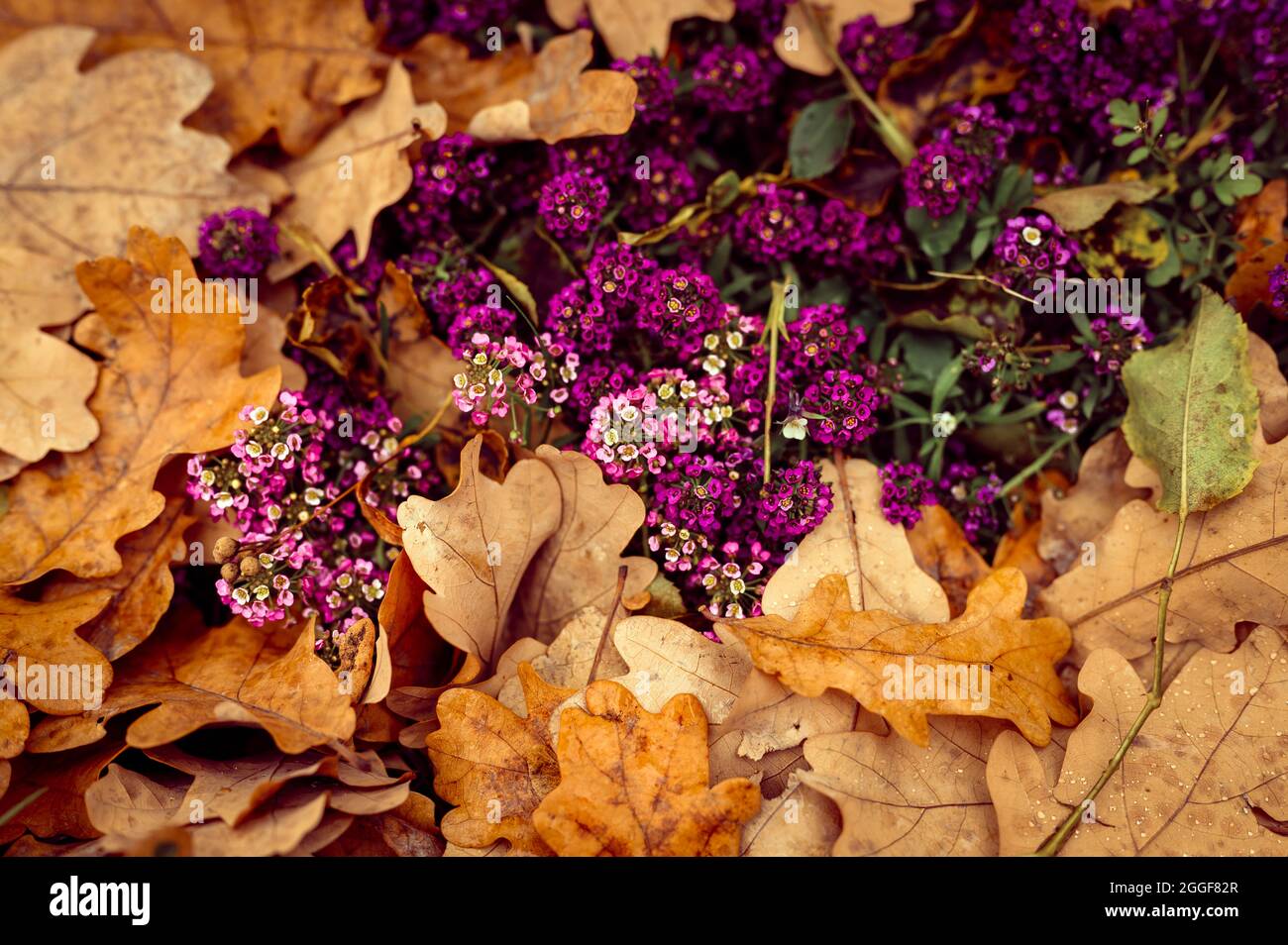 Purple sweet alyssum hi-res stock photography and images - Alamy