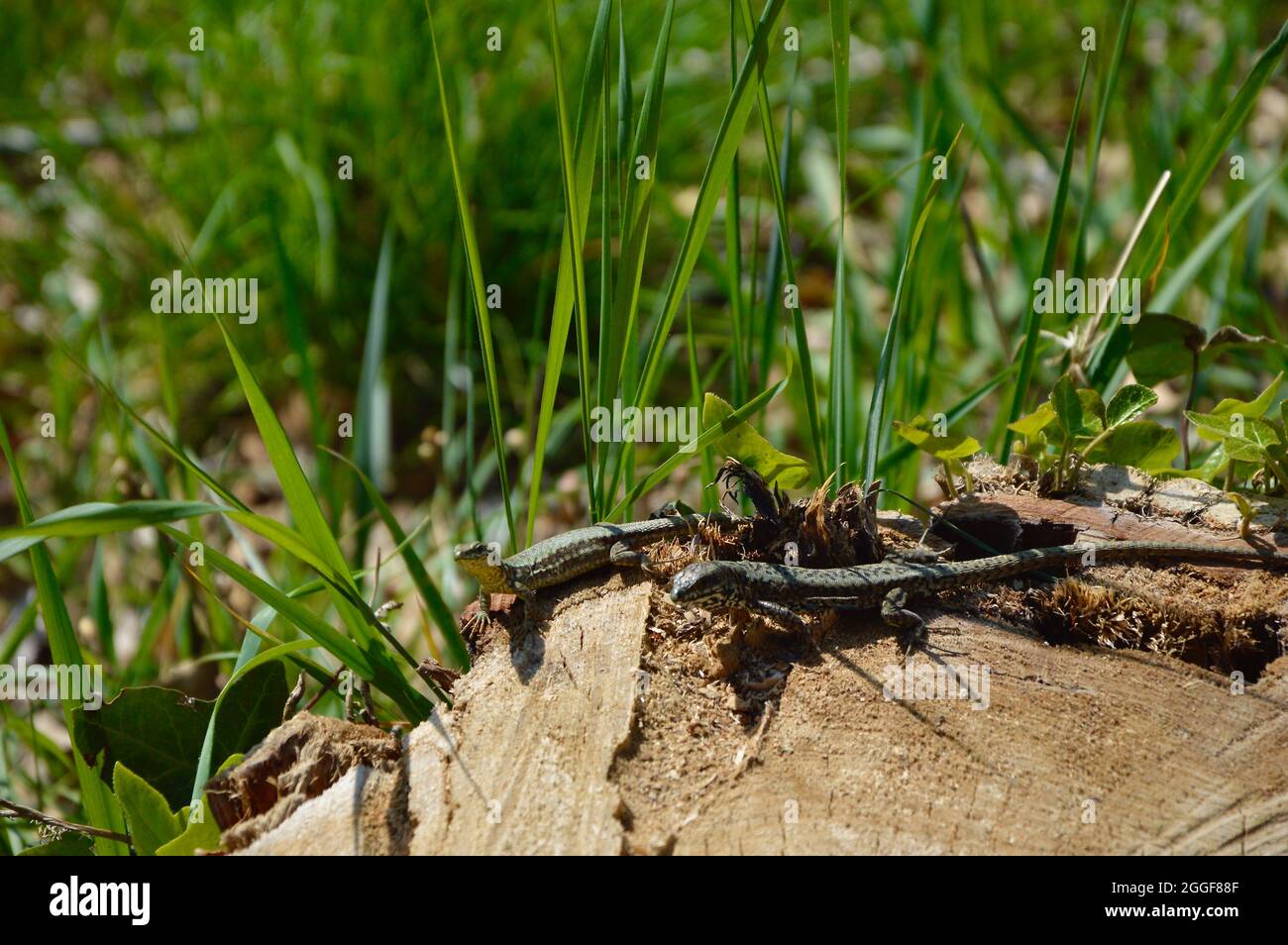 lizards strolling among the greenery under the sun Stock Photo