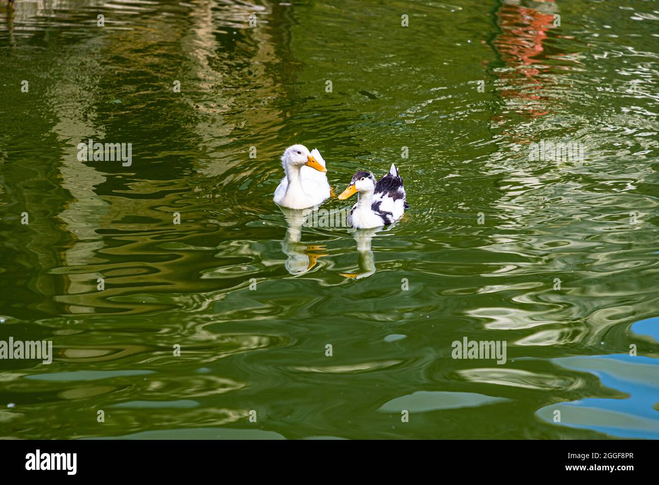 Two ducks swimming in a small pond, Alto Adige, Italy Stock Photo
