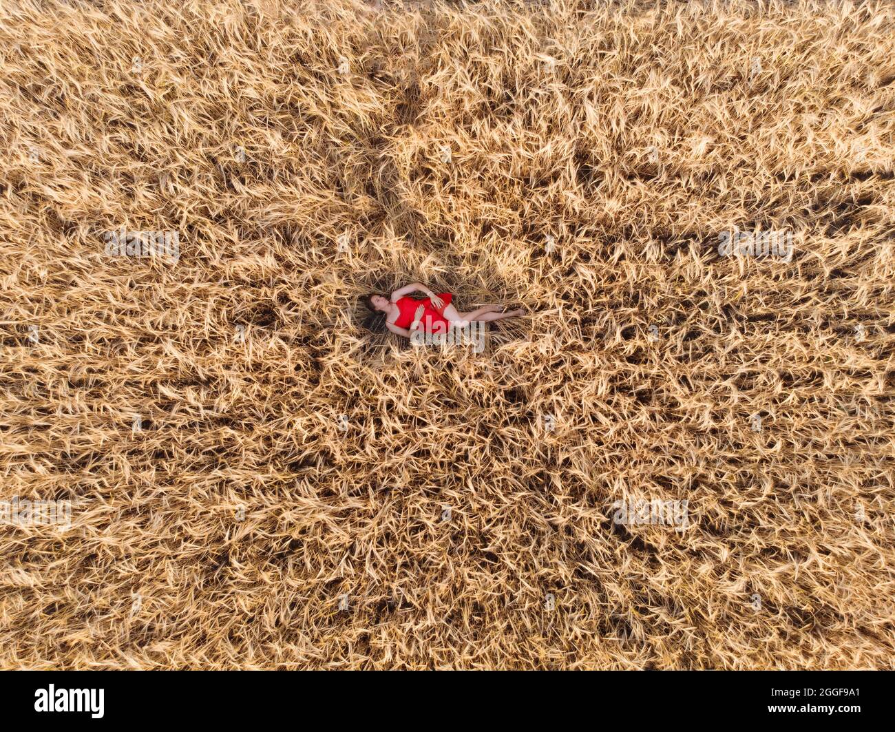 Aerial view of woman in red dress lying in the yellow field of wheat ...