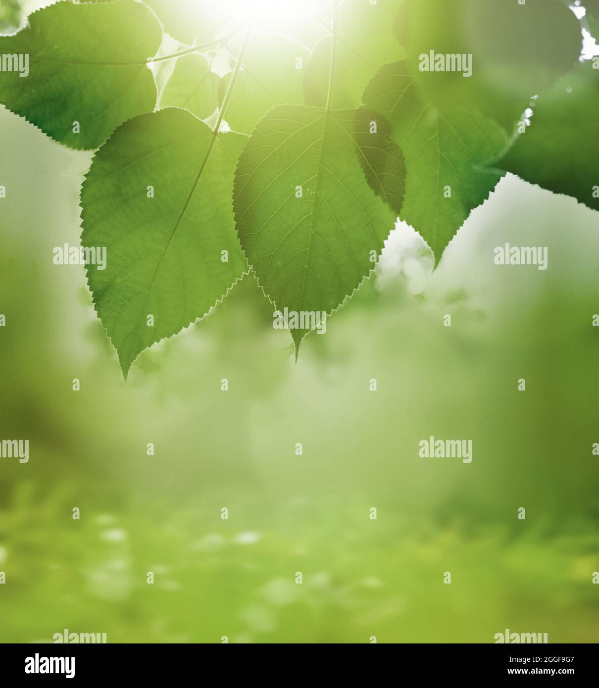 Green meadow grass with natural light in blur style. Nature pattern view of leaf on blurred greenery background. Stock Photo