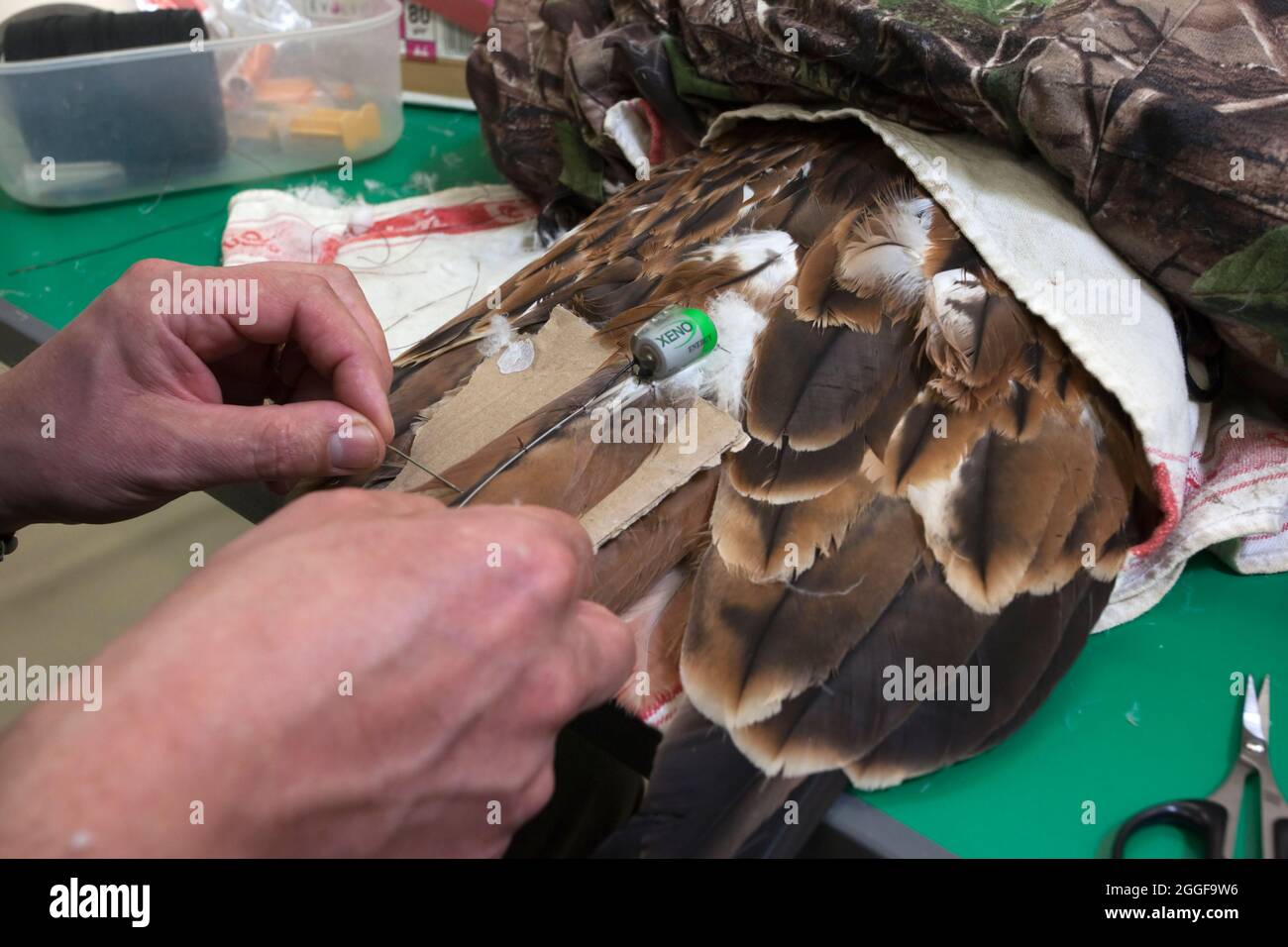 Red kite (Milvus milvus) being fitted with radio transmitter before release into the wild by the Forestry Commission, Grizedale, Cumbria, UK Stock Photo