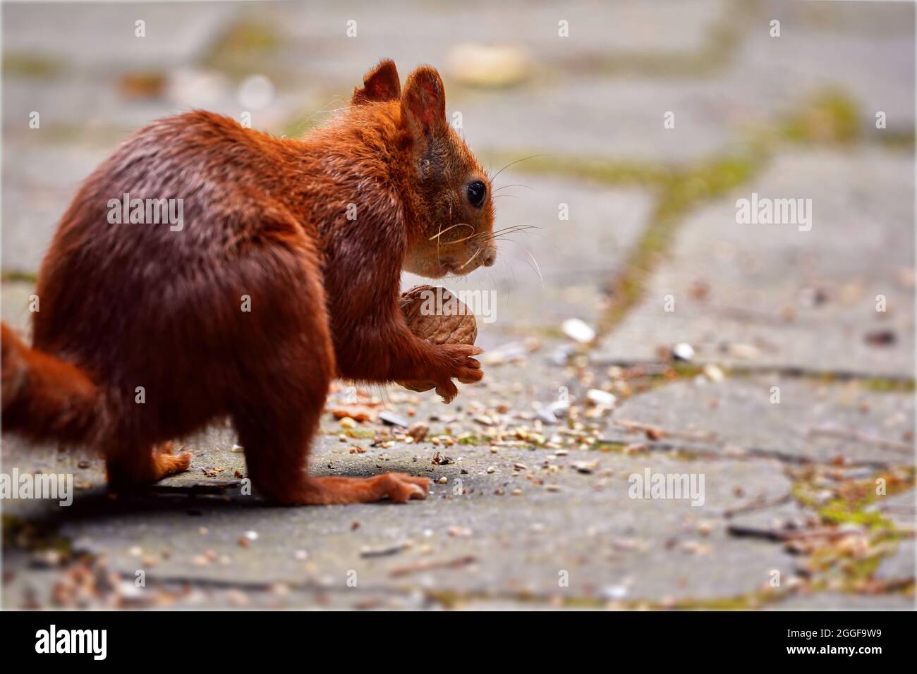 Closeup of Squirrel, Sciurus vulgaris, with a walnut in its small paws on a on a paved terrace, shallow depth of field Stock Photo