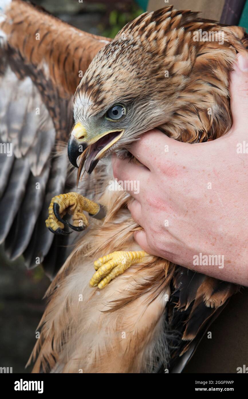 Red kite (Milvus milvus) awaiting release as part of reintroduction programme by the Forestry Commission, Grizedale, Cumbria, UK Stock Photo