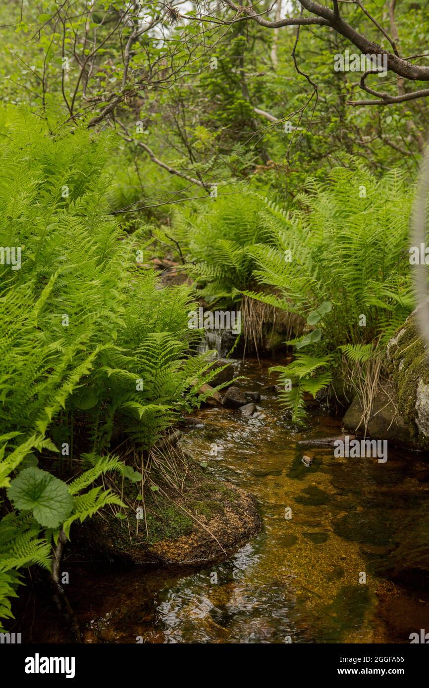 Fern thickets in summer forest hi-res stock photography and images - Alamy