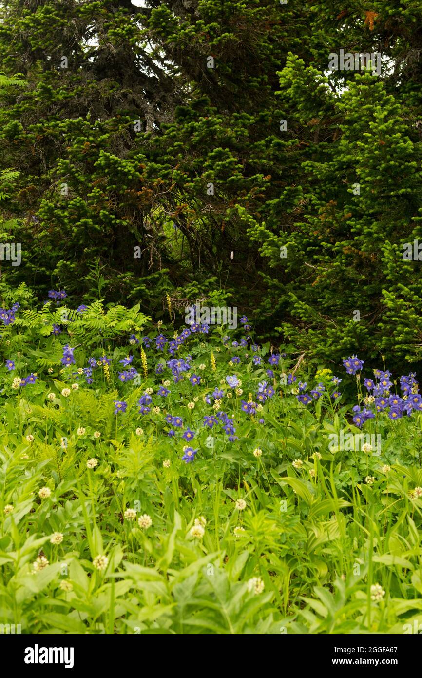 Fern thickets in summer forest hi-res stock photography and images - Alamy