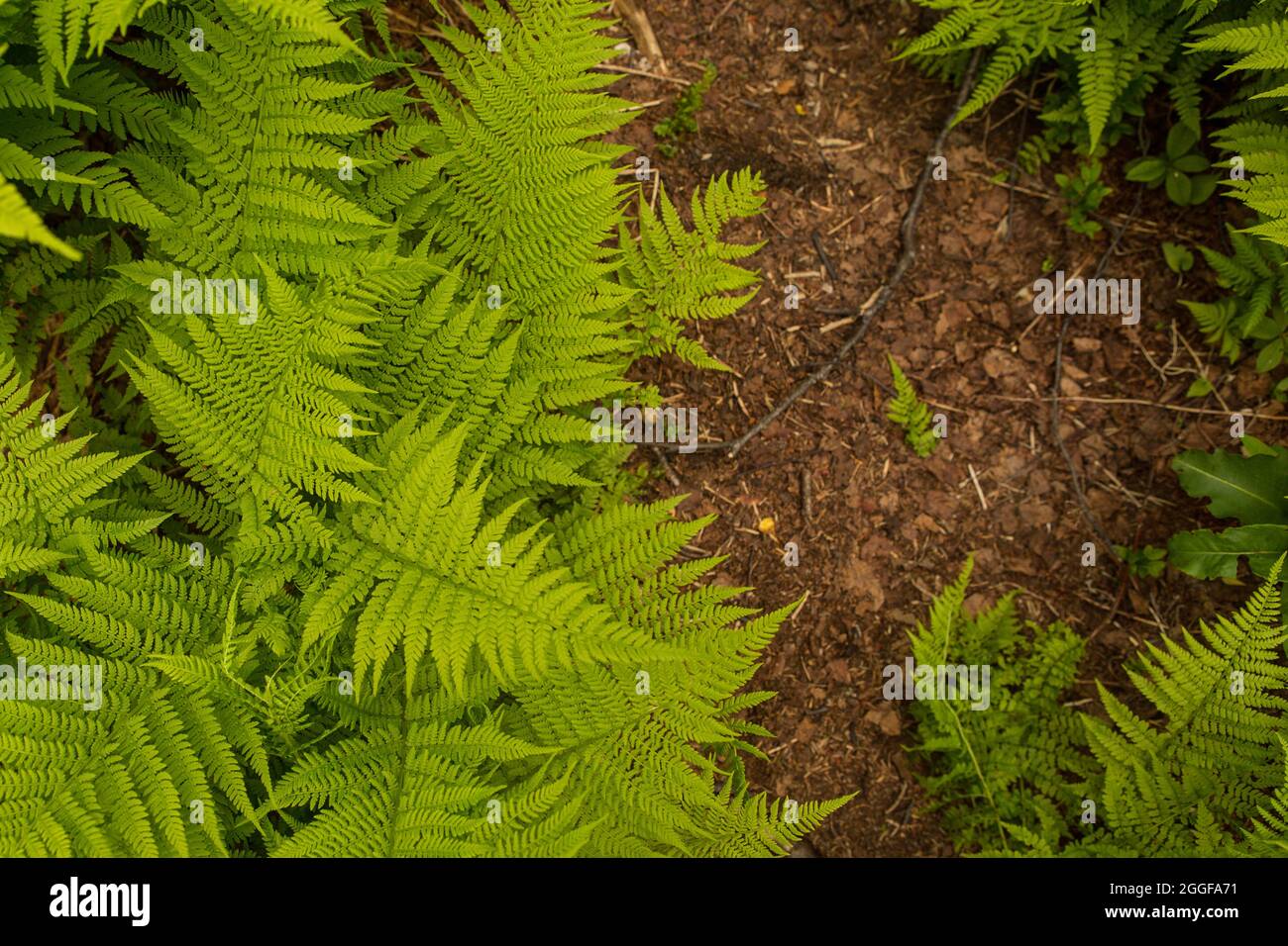 Fern thickets in summer forest hi-res stock photography and images - Alamy