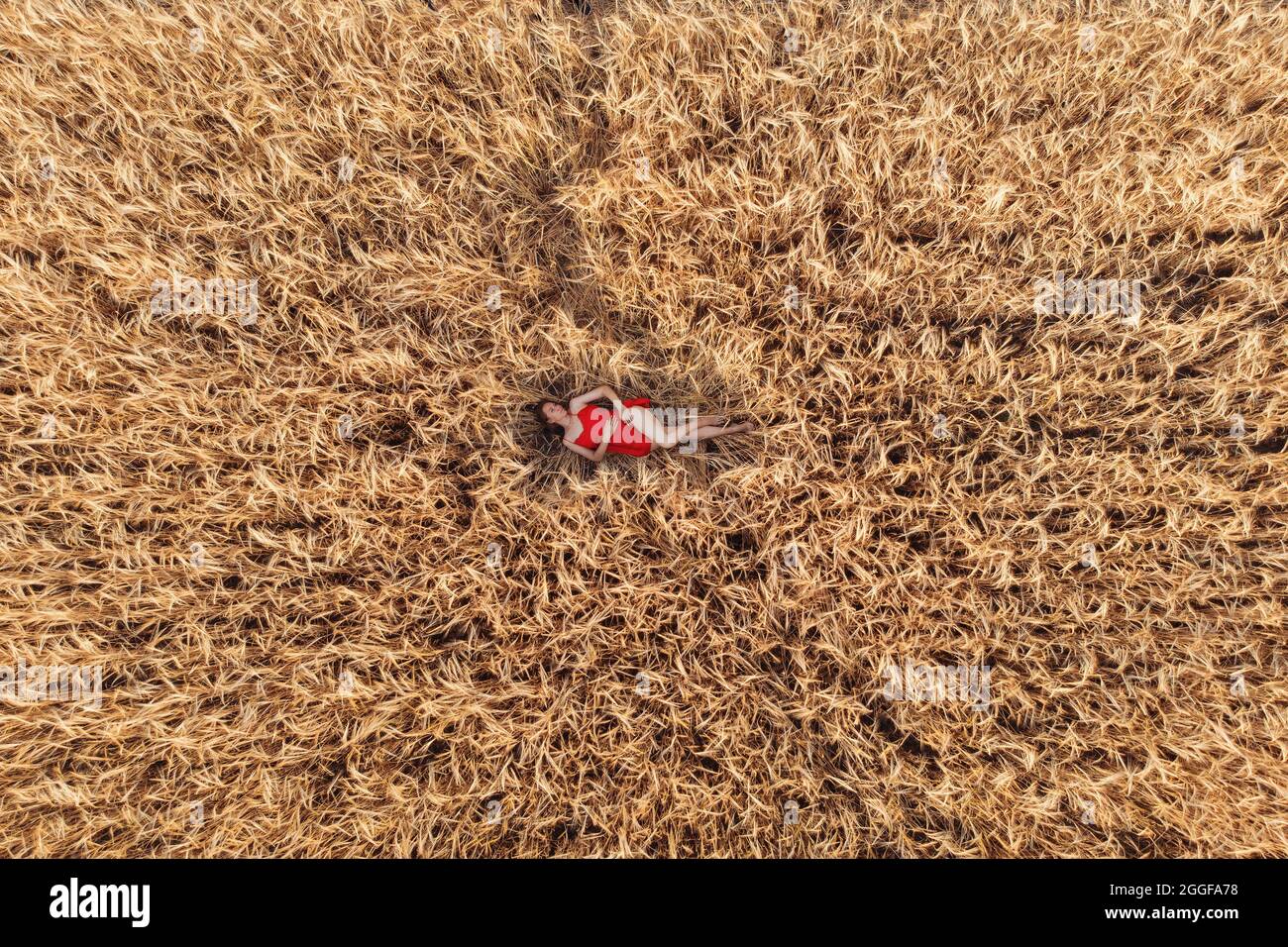 Aerial view of woman in red dress lying in the yellow field of wheat ...