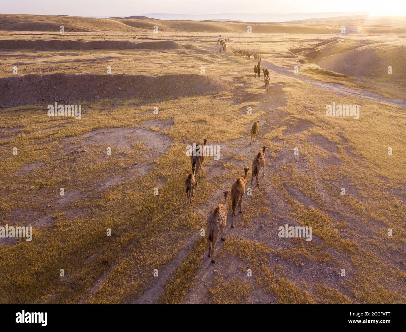 Camel big heard at desert. Stock Photo