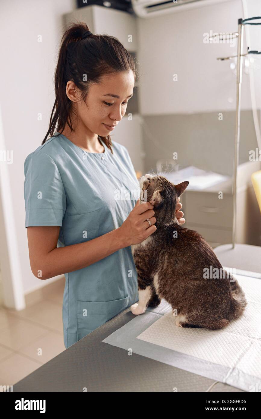 Cheerful Asian veterinarian in uniform examines tabby cat at appointment in modern clinic Stock Photo