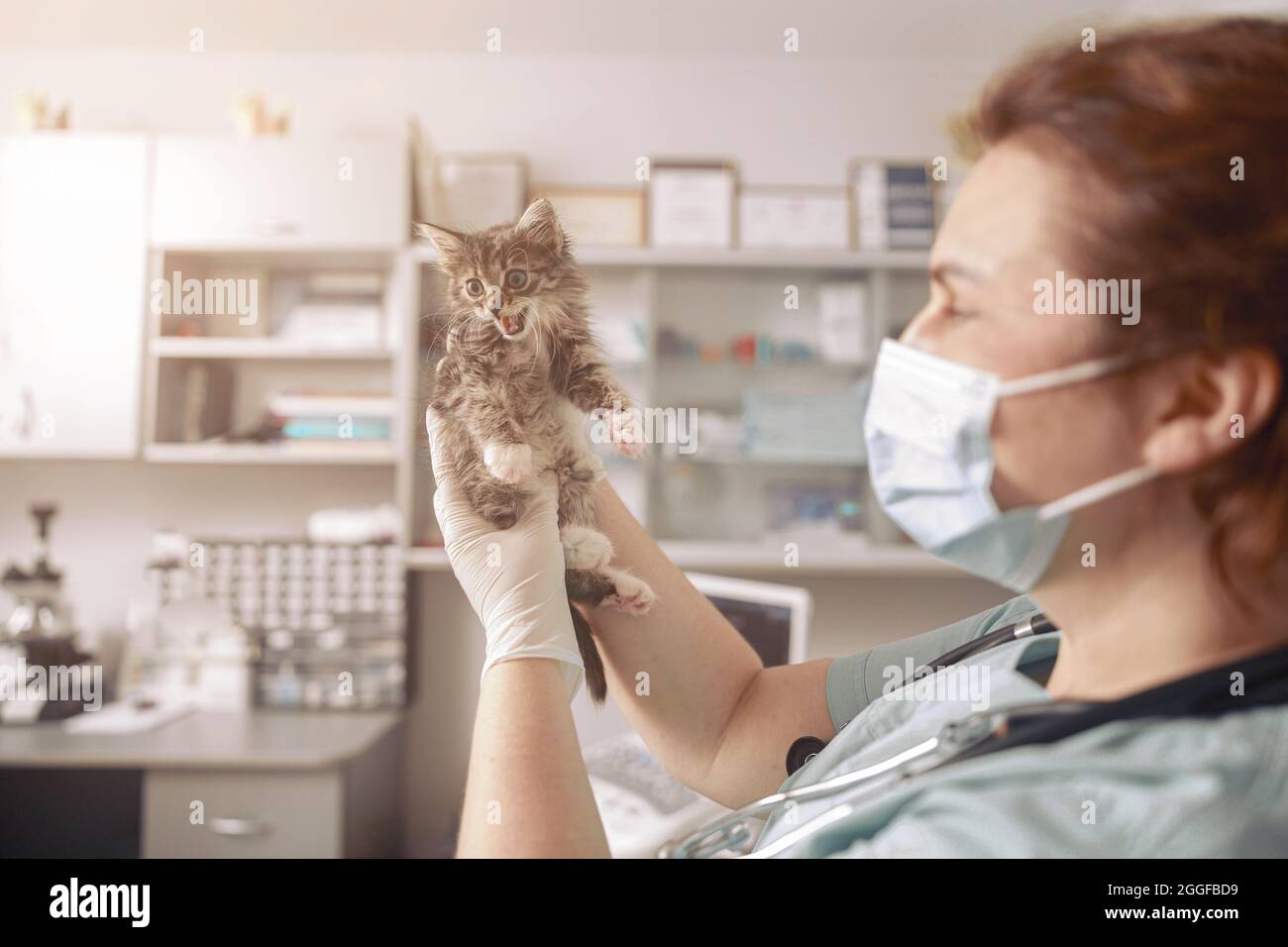 Veterinarian in latex gloves holds meowing little kitten in modern clinic Stock Photo