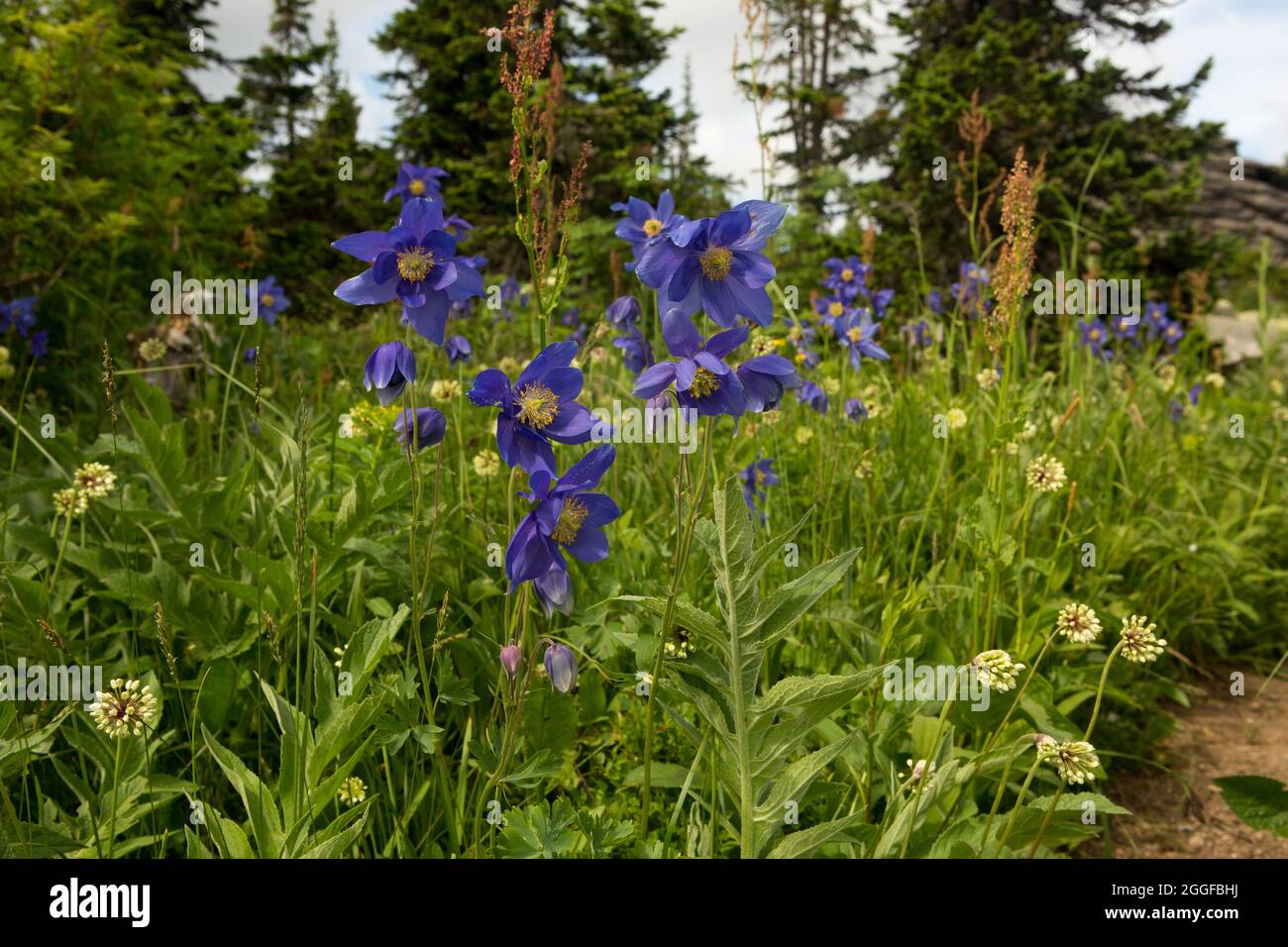 Fern thickets in summer forest hi-res stock photography and images - Alamy