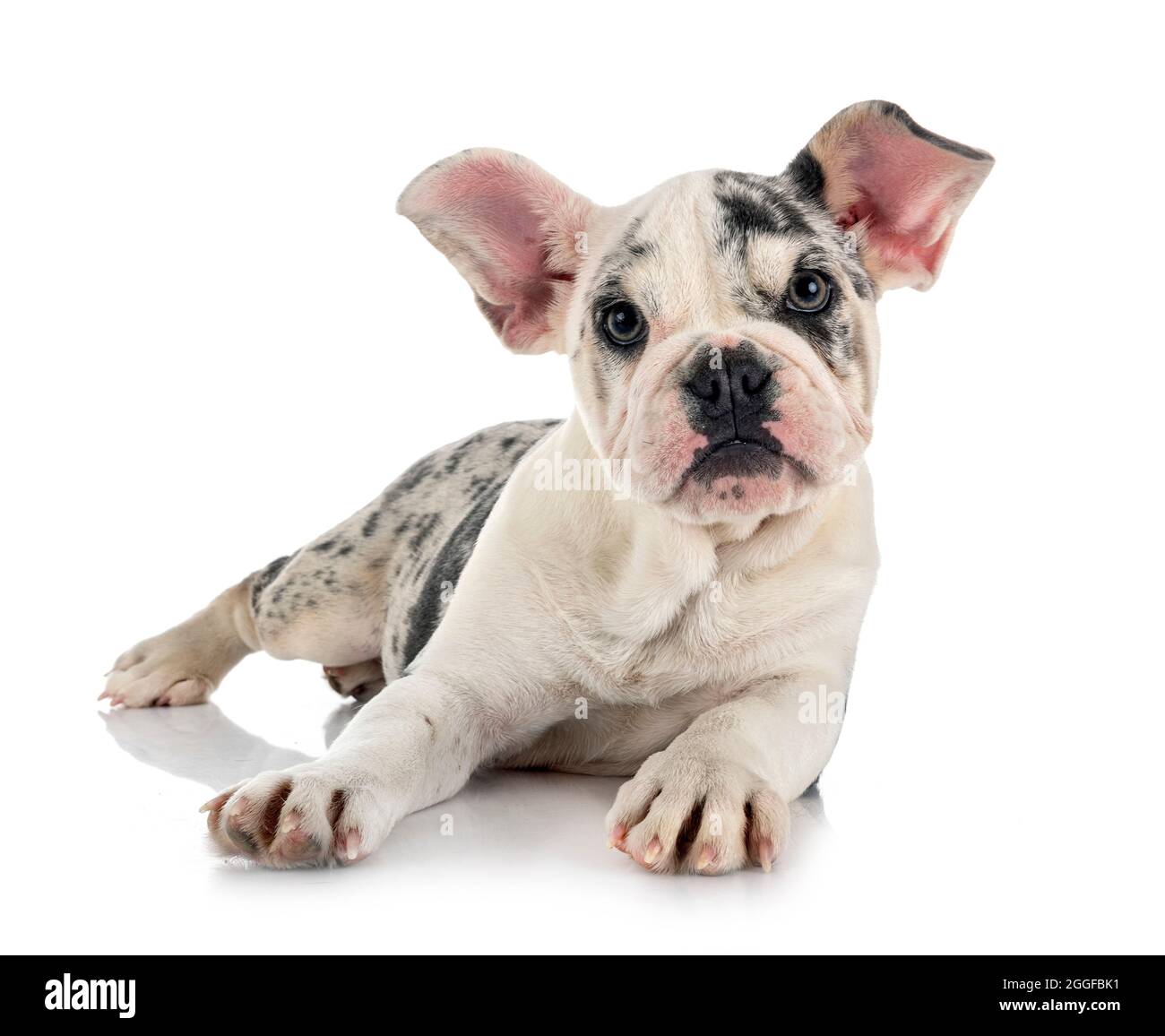 merle french bulldog in front of white background Stock Photo Alamy