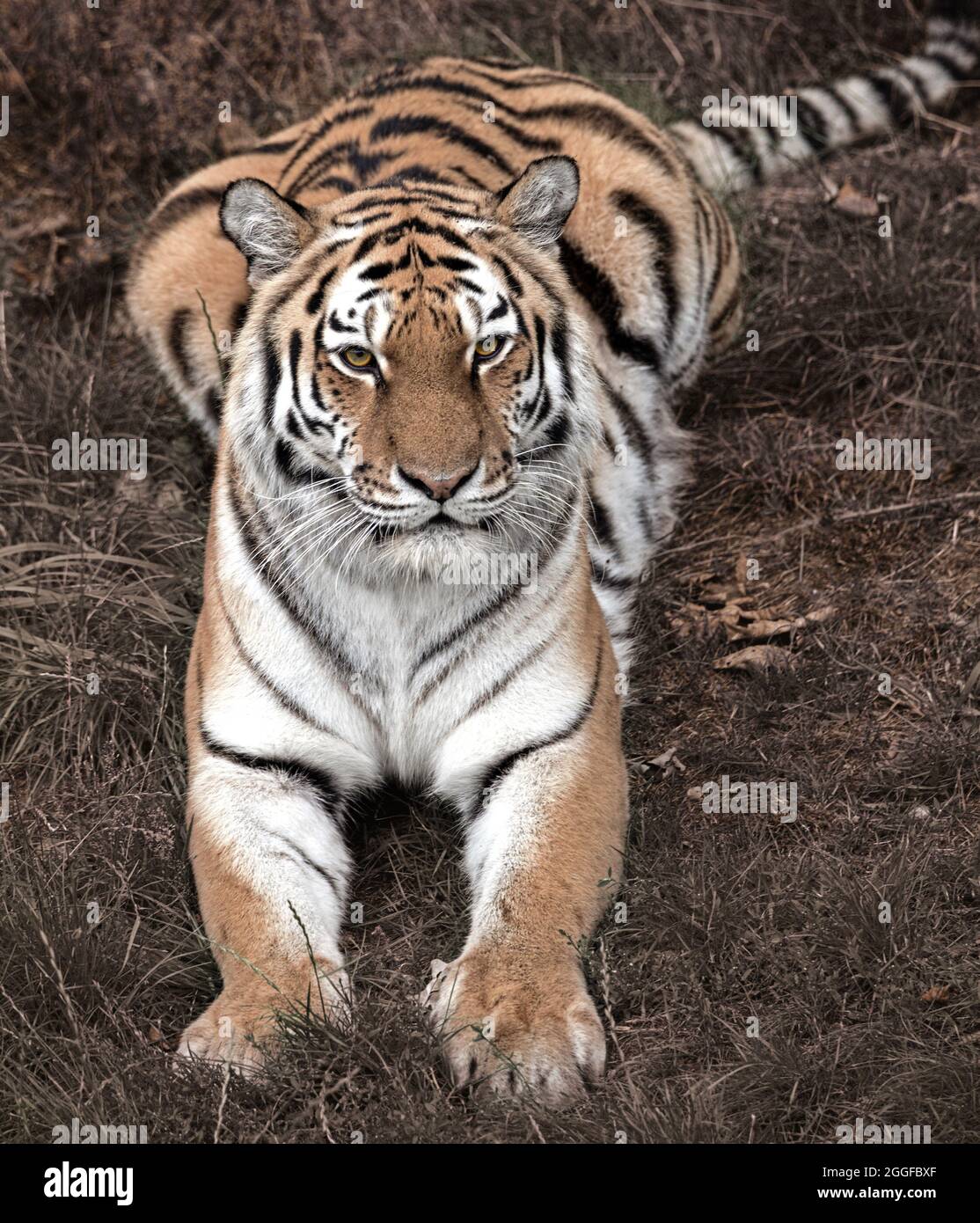 Yorkshire wildlife park tiger hi-res stock photography and images - Alamy