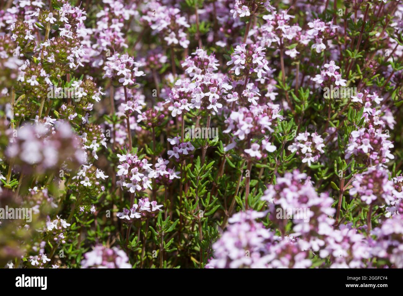 Thymian, Echter Thymian, Römischer Quendel, Kuttelkraut, Gartenthymian