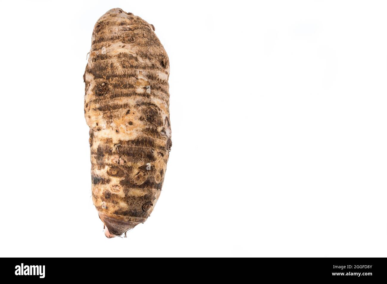 Malanga Edible Tuber Root Of The Plant Called Colocasia Esculenta