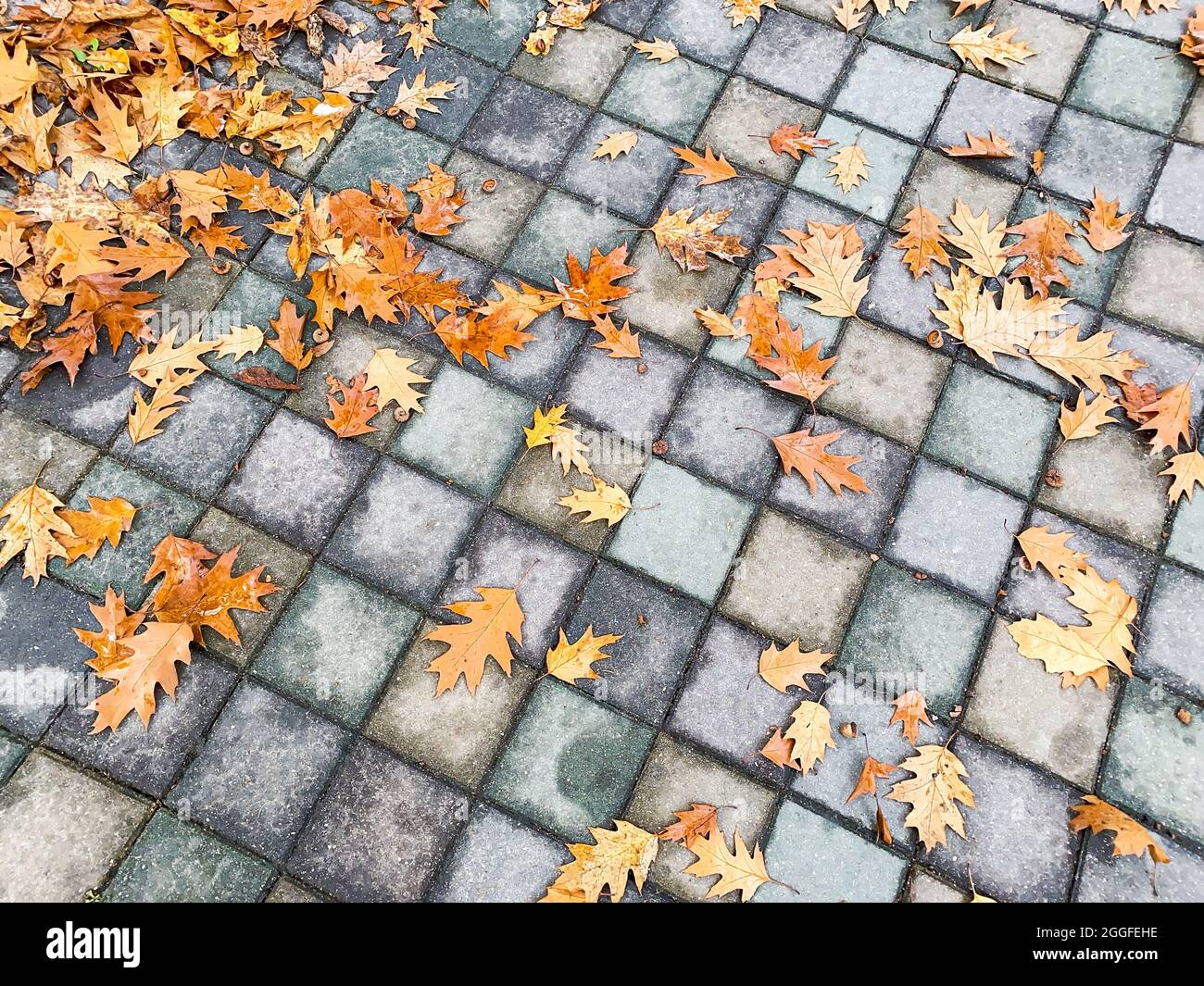 fallen colorful autumn maple leaves on wet gray stone pavement Stock Photo
