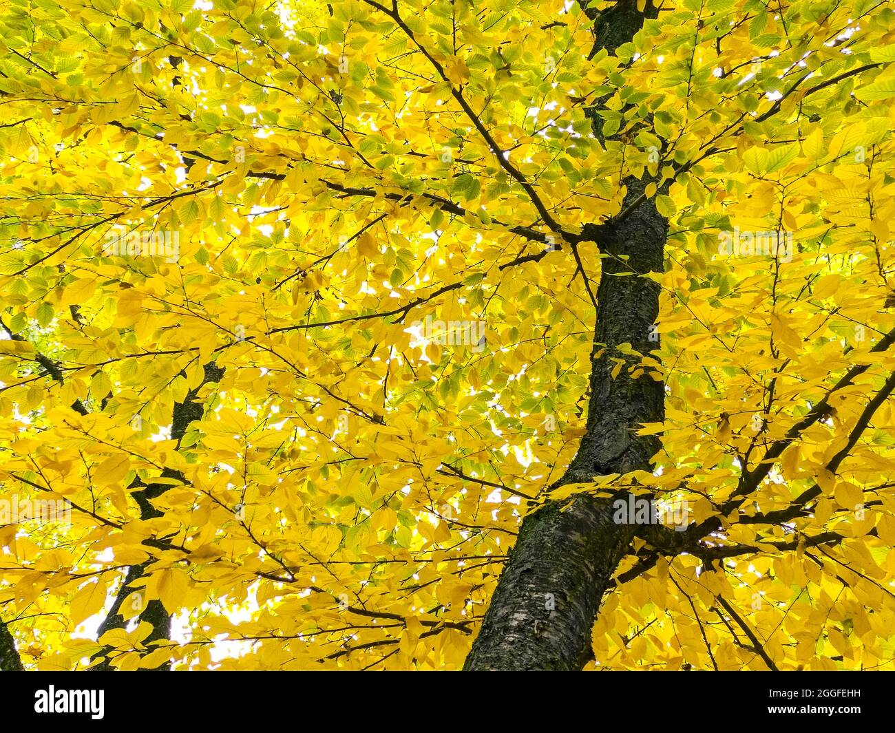 bright yellow lush foliage of beech tree in autumn forest. view from below upwards. Stock Photo
