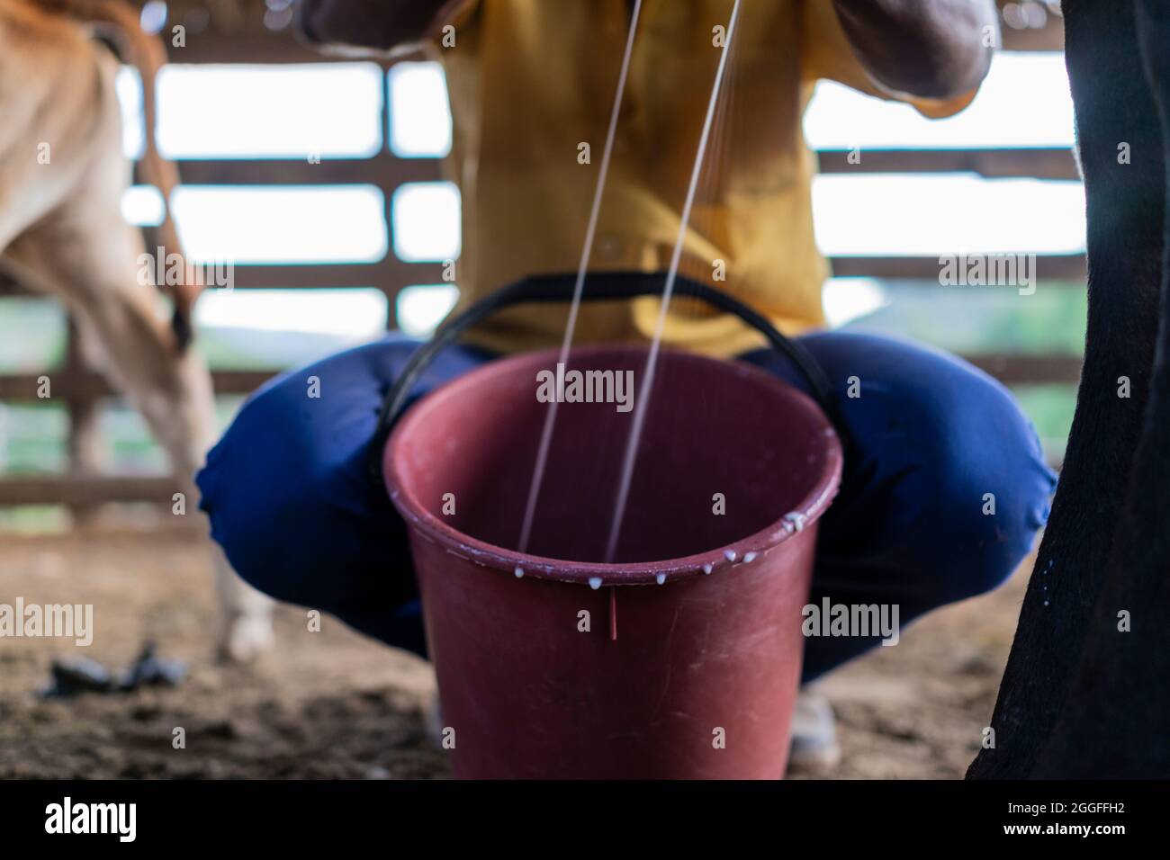 Manual milking in small rural property. Stock Photo