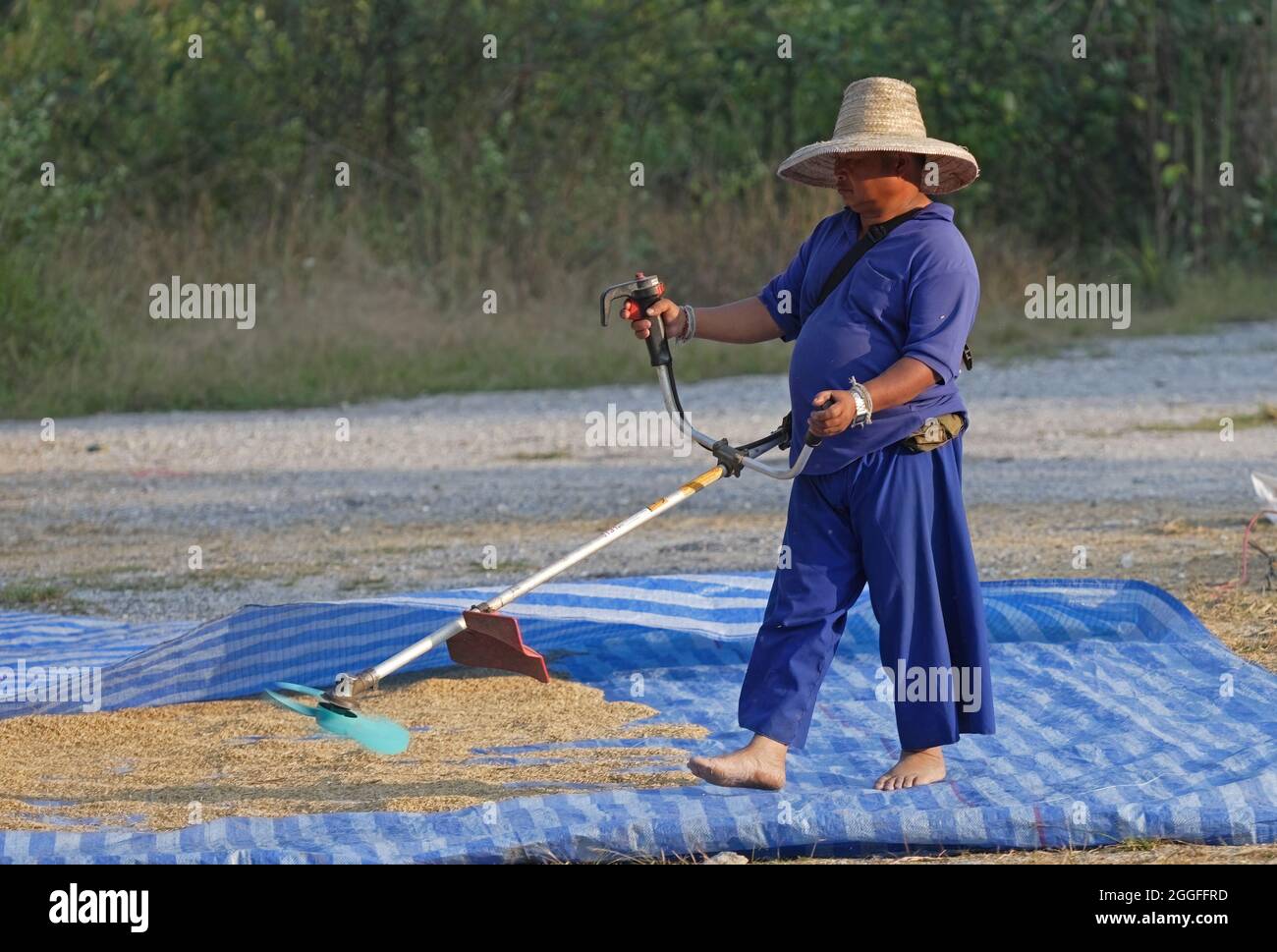 hilltribesman using strimmer with fan blade to winnow rice Doi Inthanon NP, Thailand            November Stock Photo