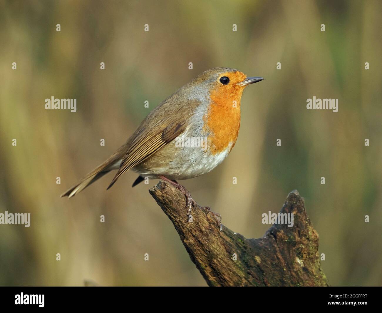 portrait of alert bright-eyed European robin (Erithacus rubecula) aka Robin, Robin Redbreast perched on branch - Leighton Moss  RSPB  England, UK Stock Photo