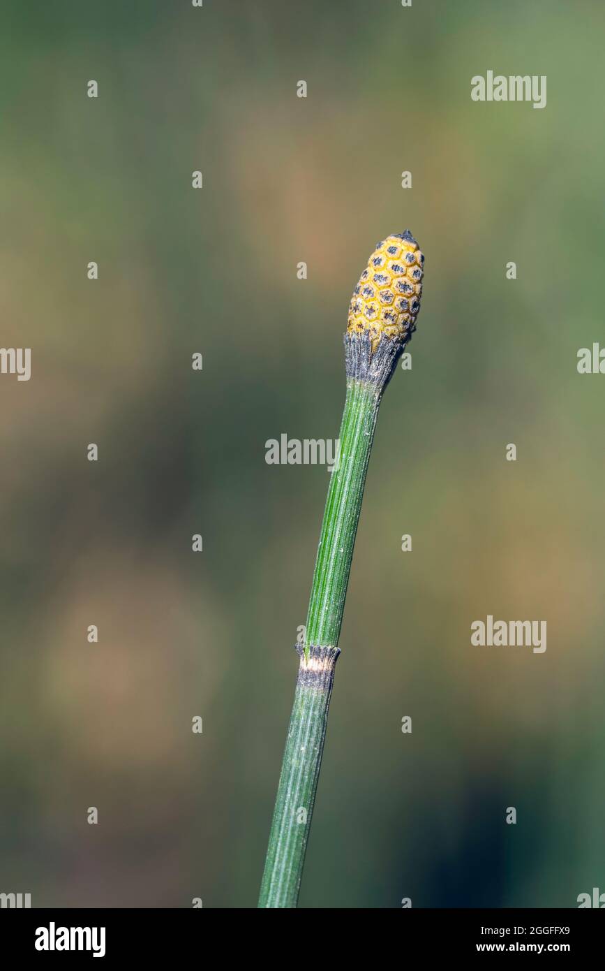 Macro shot of Equisetum hyemale (commonly known as rough horsetail, scouring rush, scouringrush horsetail or snake grass) with strobilus at sunny spri Stock Photo
