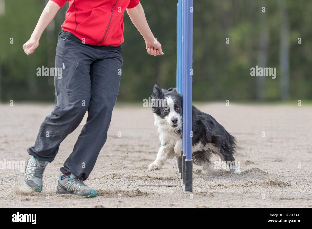 Border Collie dog doing agility exercises in a competition Stock Photo ...