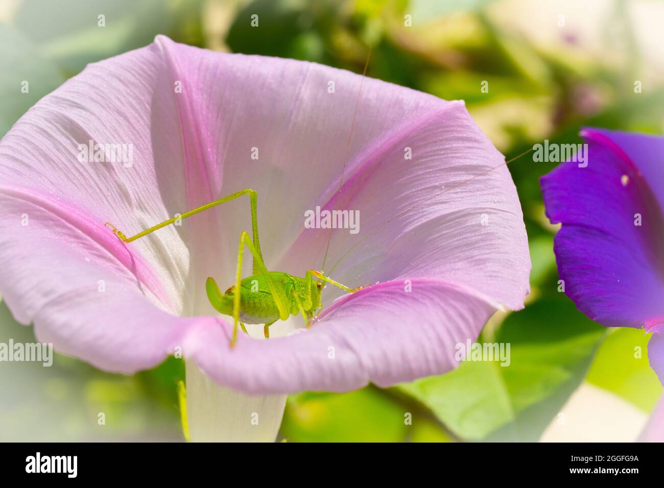 Nahaufnahme Grashüpfer in einer Blüte Stock Photo