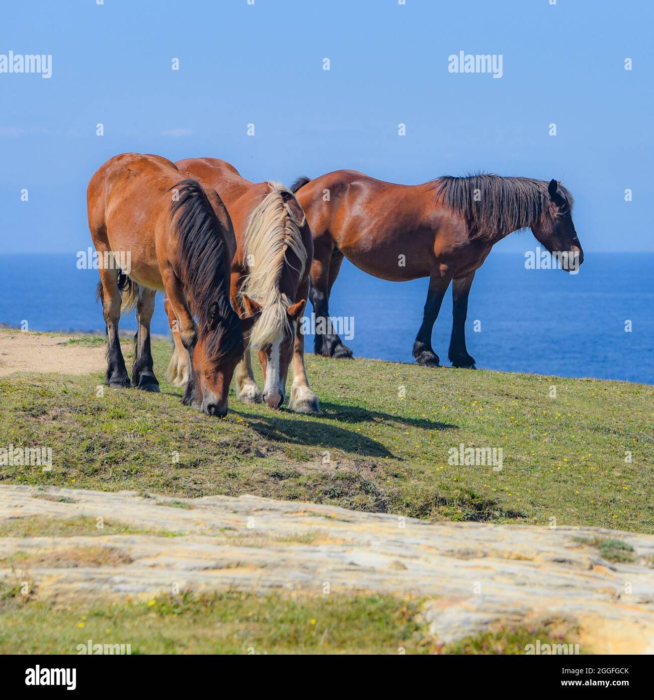 Horses grazing beneath colorful sandstone rock formations on the Basque ...