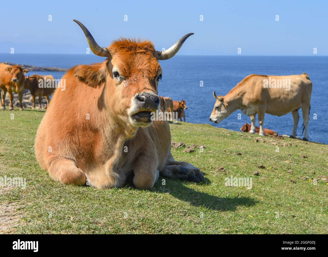 Cattle grazing on the Basque coastline at the foot of Mount Jaizkibel, Hondarribia, Spain Stock Photo