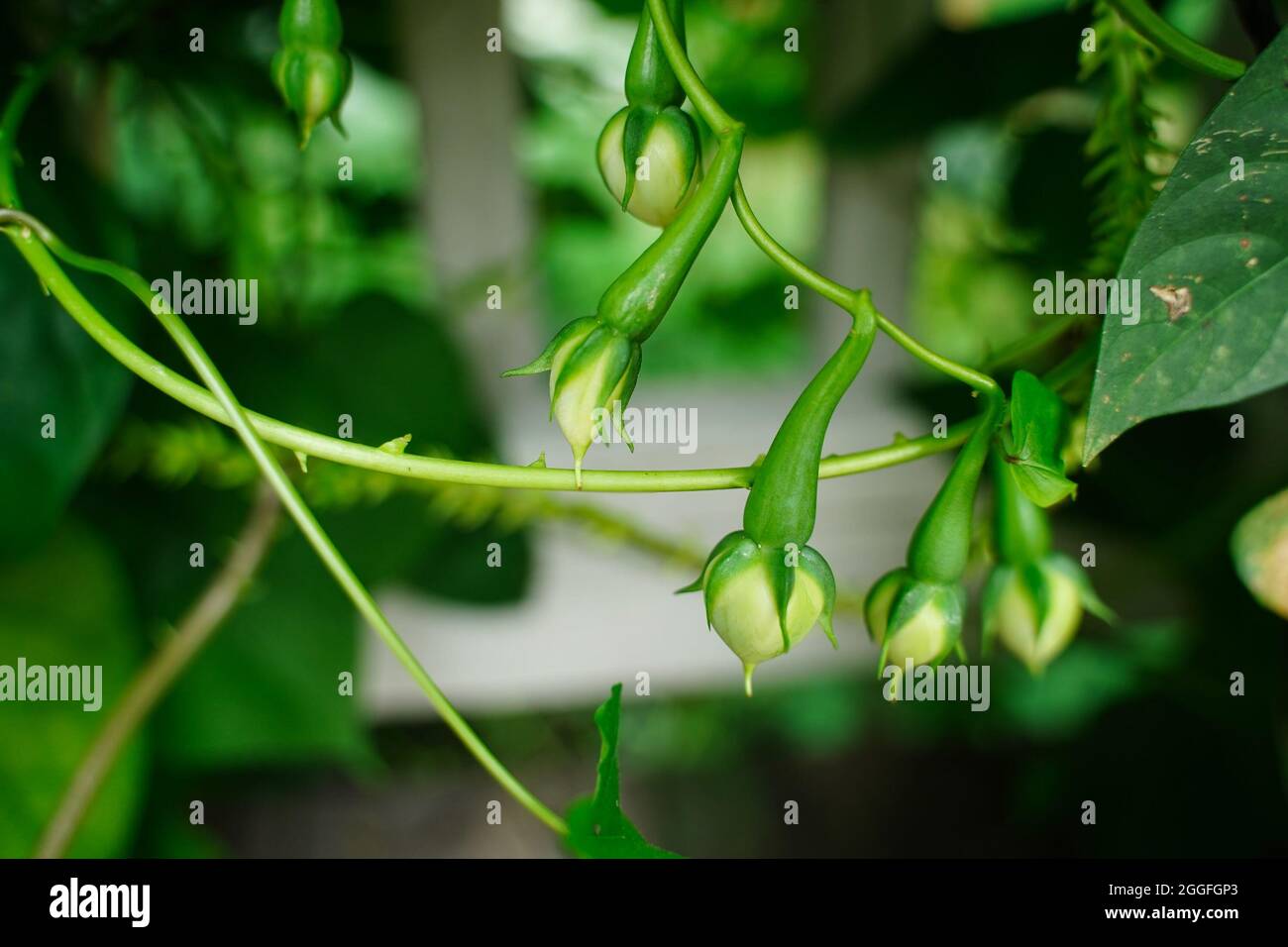Clove beans or Nitya vazhuthana growing in backyard garden, selective focus Stock Photo