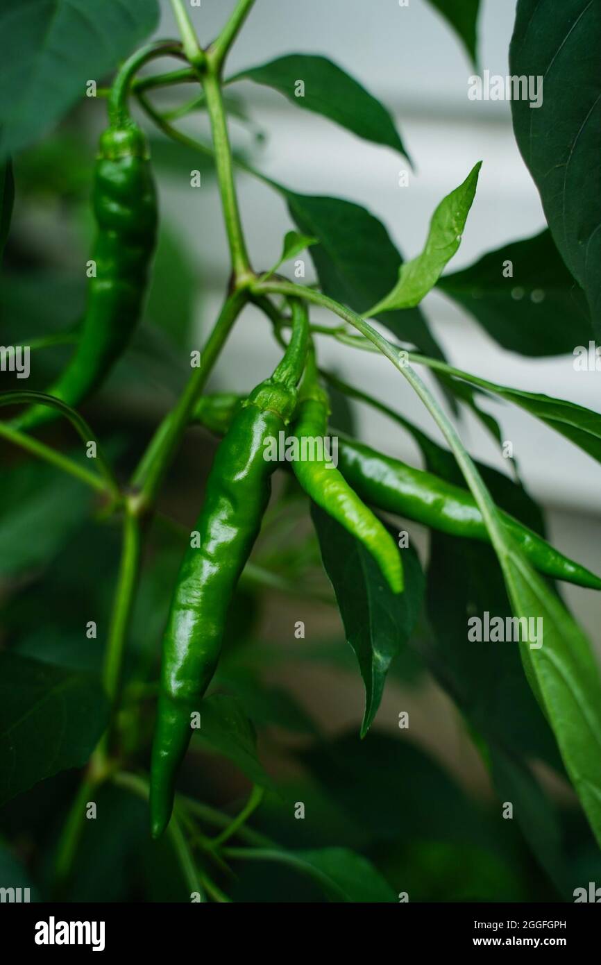 Green cayenne pepper hires stock photography and images Alamy