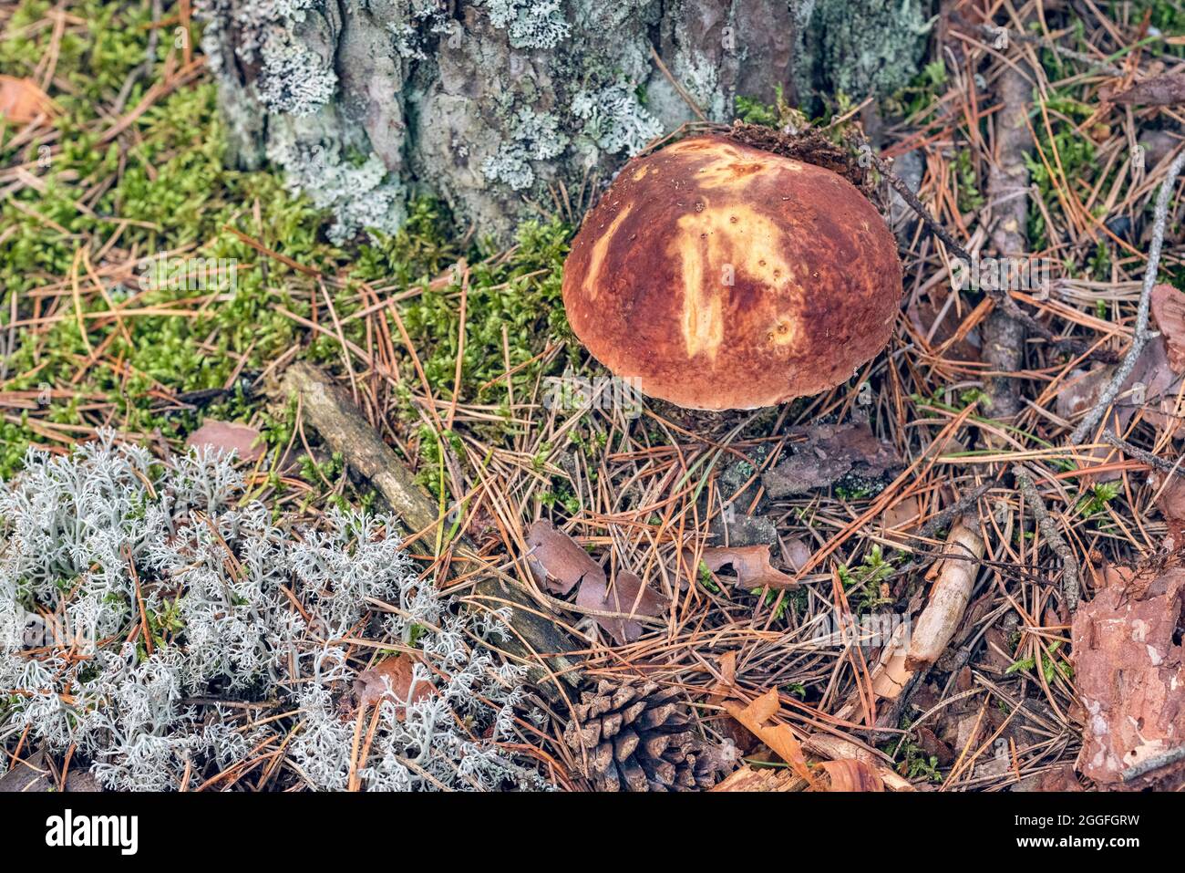 Porcini mushroom (Boletus Pinophilus) is growing in the pine forest