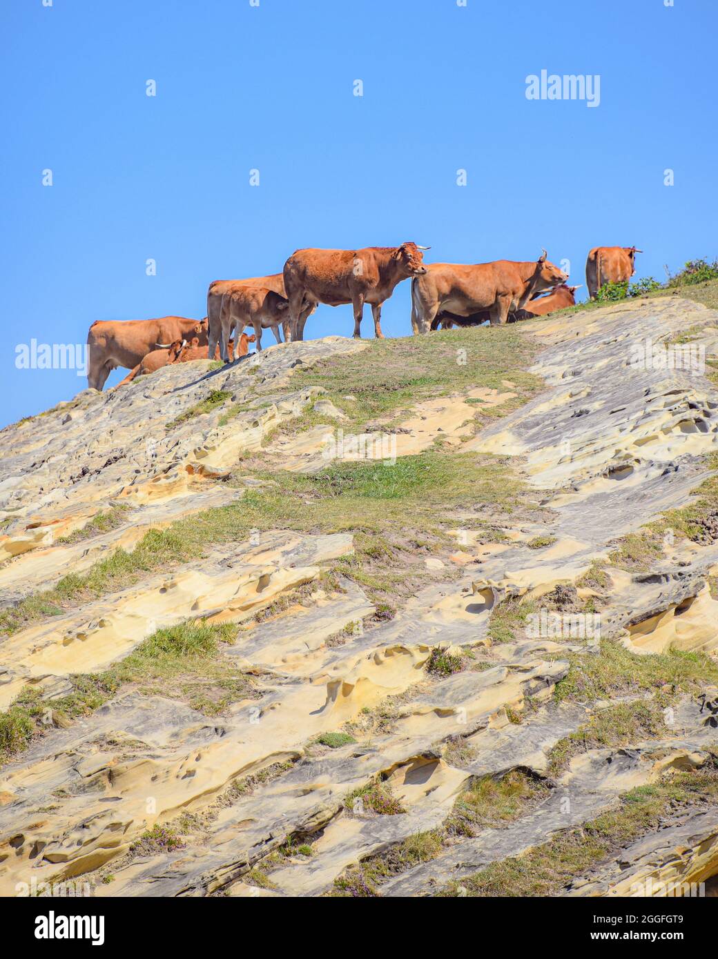 Cattle grazing on the Basque coastline at the foot of Mount Jaizkibel, Hondarribia, Spain Stock Photo