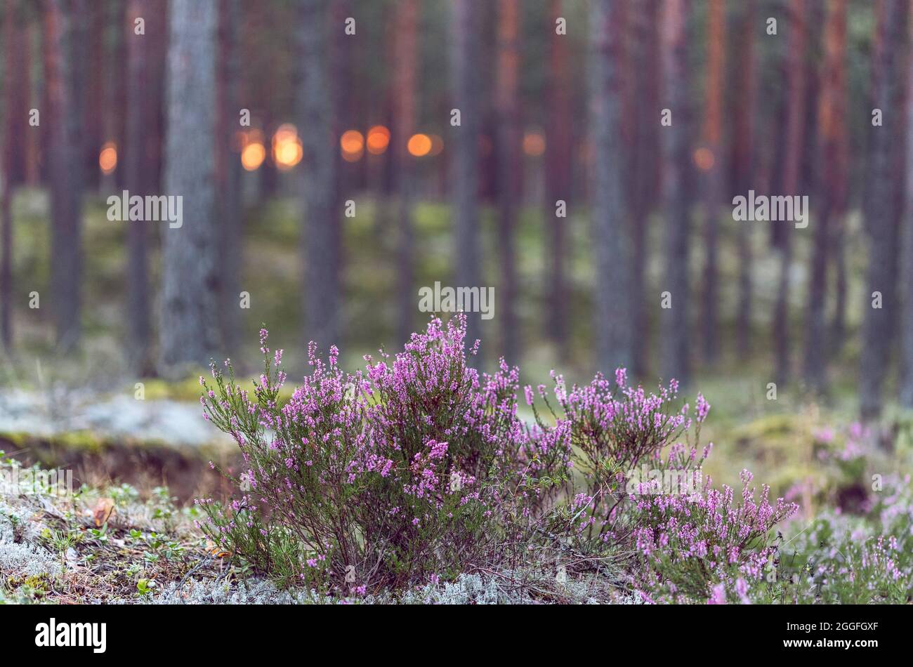Flowering heather or ling (lat. Calluna vulgaris) in the pine forest ...