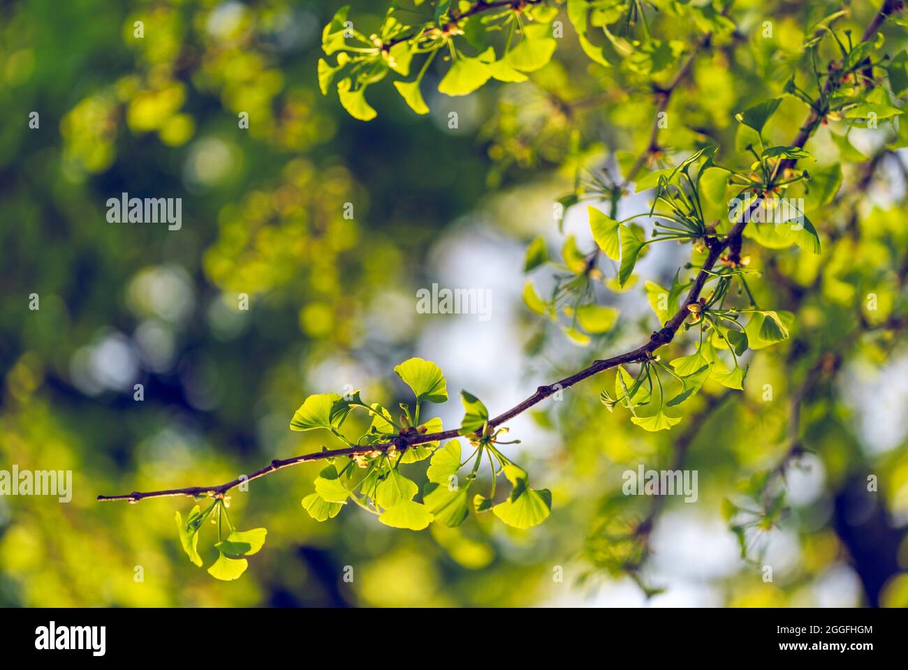 Ginkgo biloba tree branch on sunny spring evening Stock Photo - Alamy