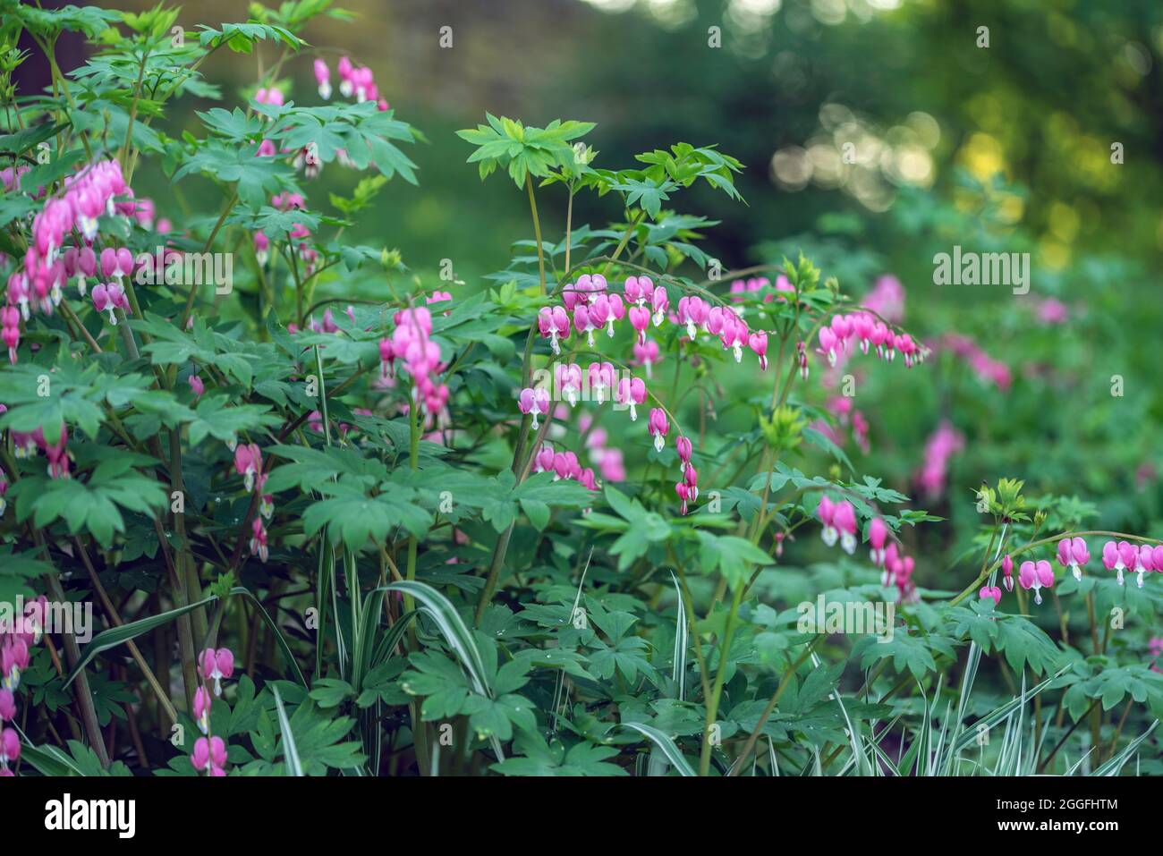 Bushes with heart shaped flowers named "Bleeding heart" (lat