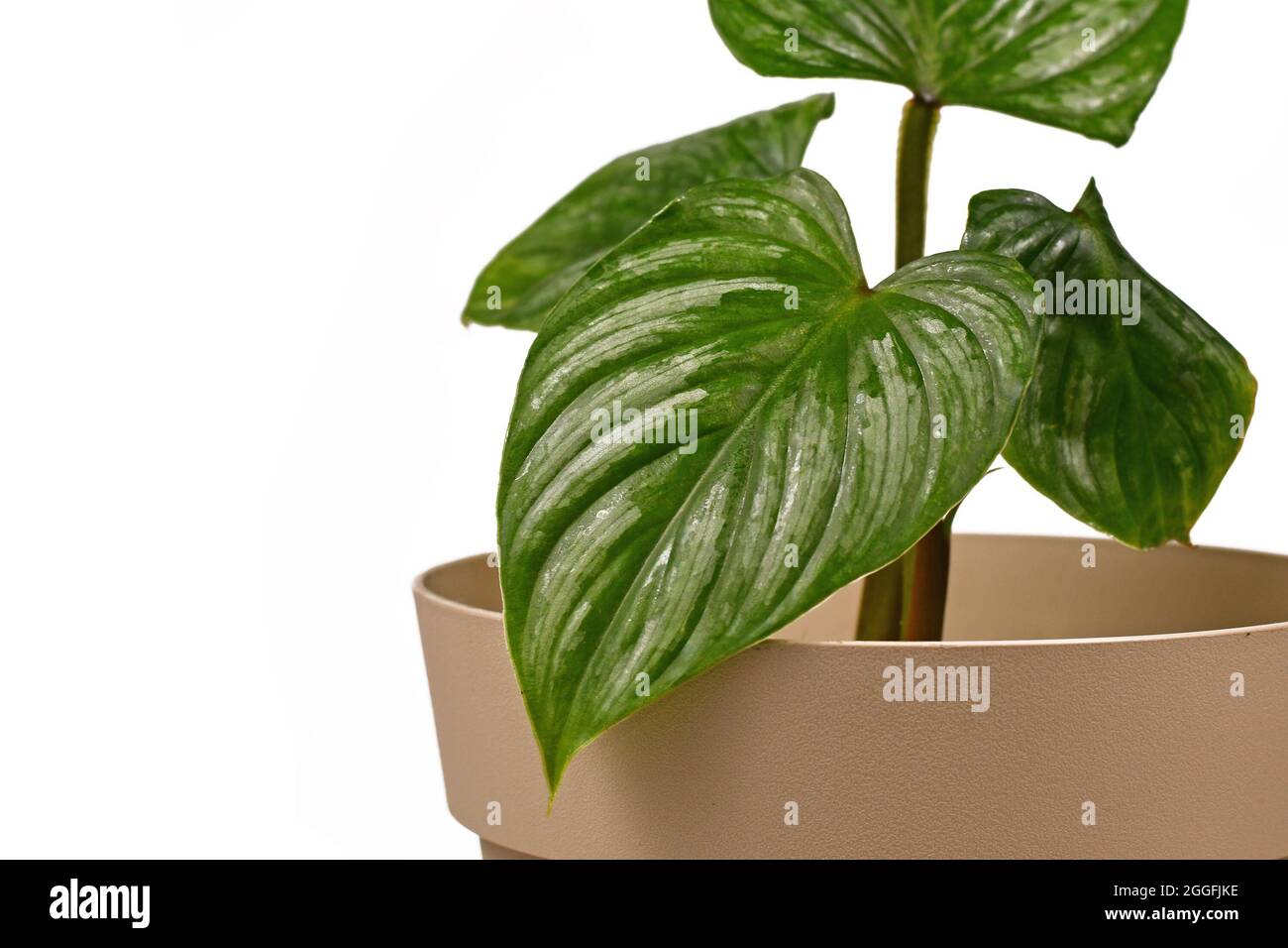 Philodendron mamei hi-res stock photography and images - Alamy
