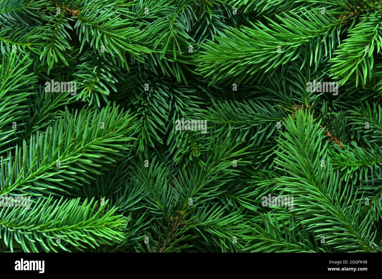 Green pine tree branches hi-res stock photography and images - Alamy