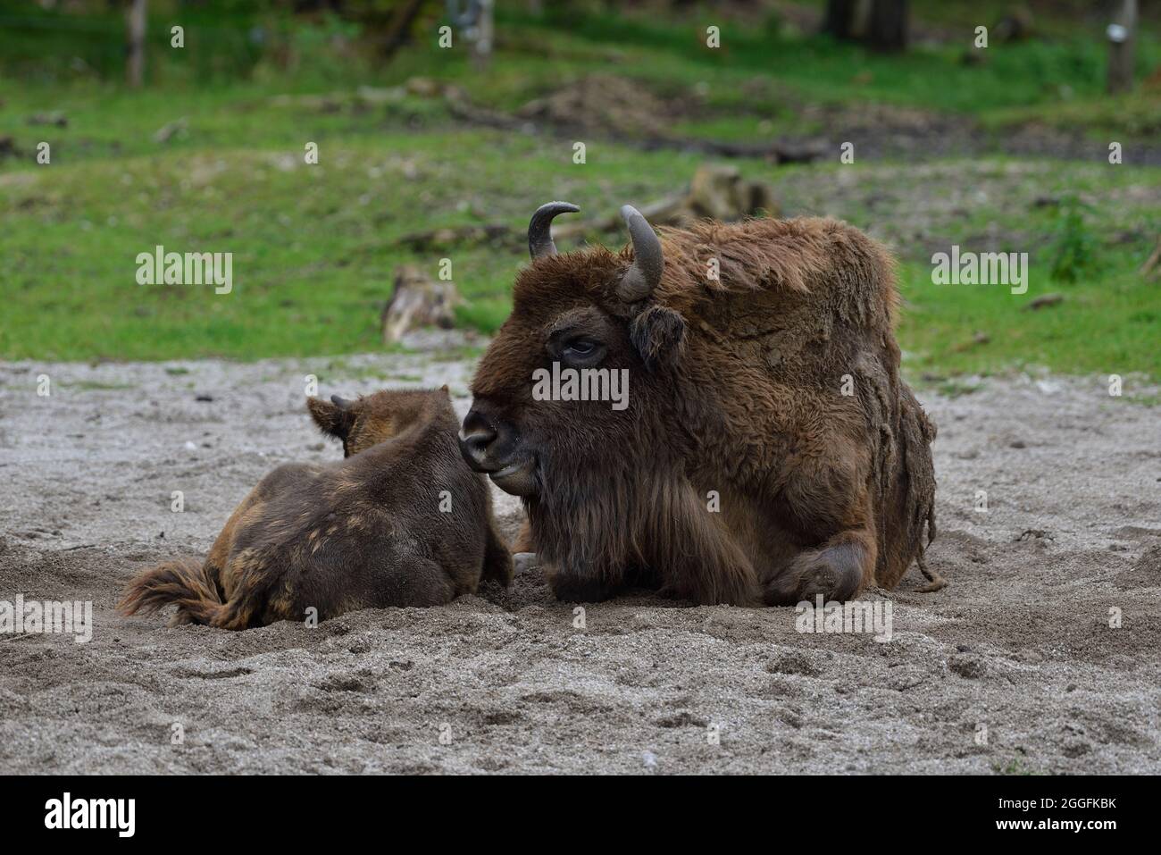 Cumberland Wildlife Park Grünau, Upper Austria, Austria. European bison (Bison bonasus) Stock Photo