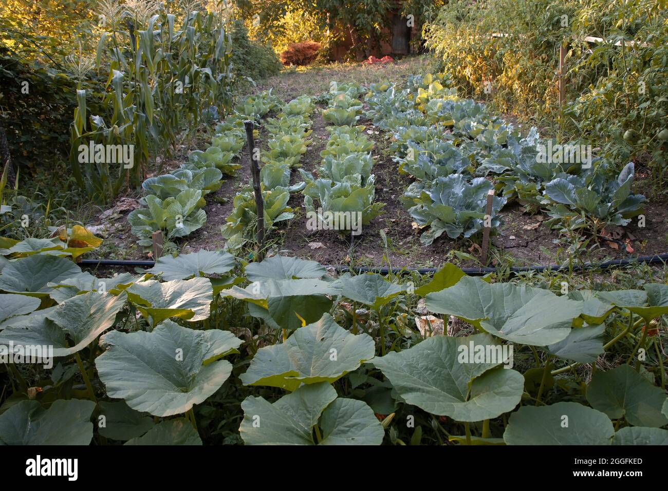Cabbages and other plants growing in a vegetable garden Stock Photo