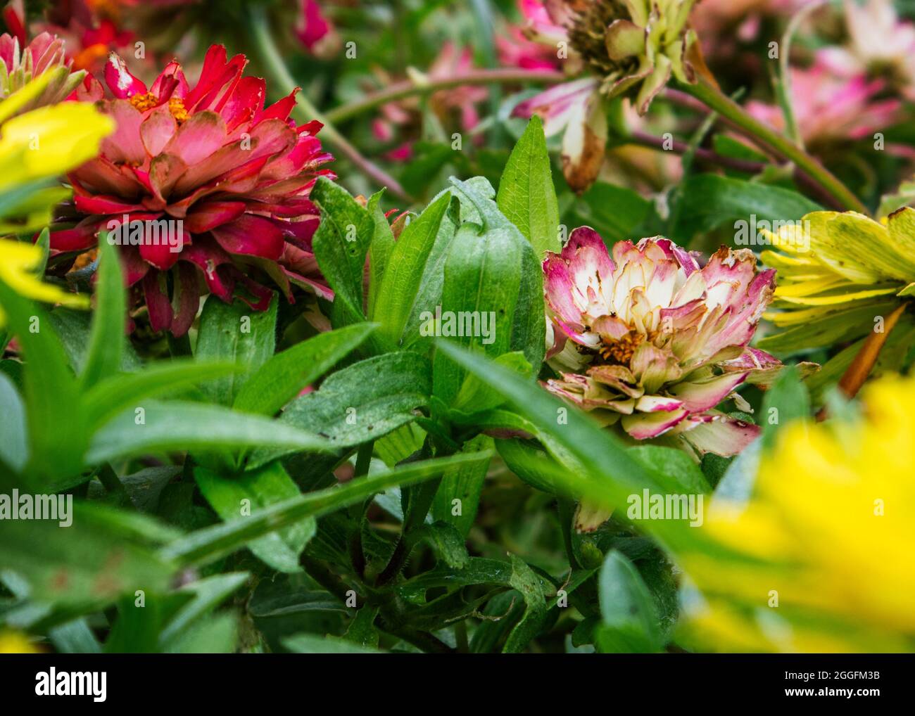 Red and white flowers Stock Photo Alamy