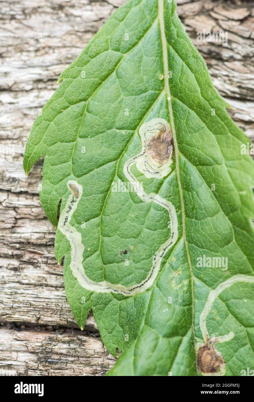 Leaf-mine of the fly Liriomyza eupatorii.  It uses the leaves of Hemp-Agrimony Stock Photo