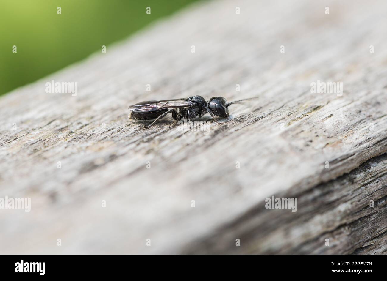 A type of 'mournful' digger wasp - a Pemphredon sp. Stock Photo