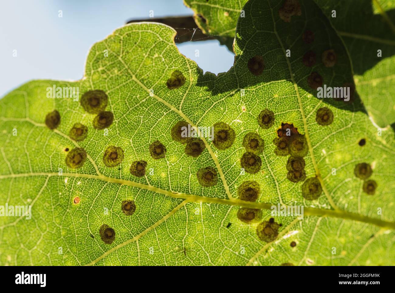 Common Spangle Galls (Neuroterus quercusbaccarum) on Oak leaf Stock Photo